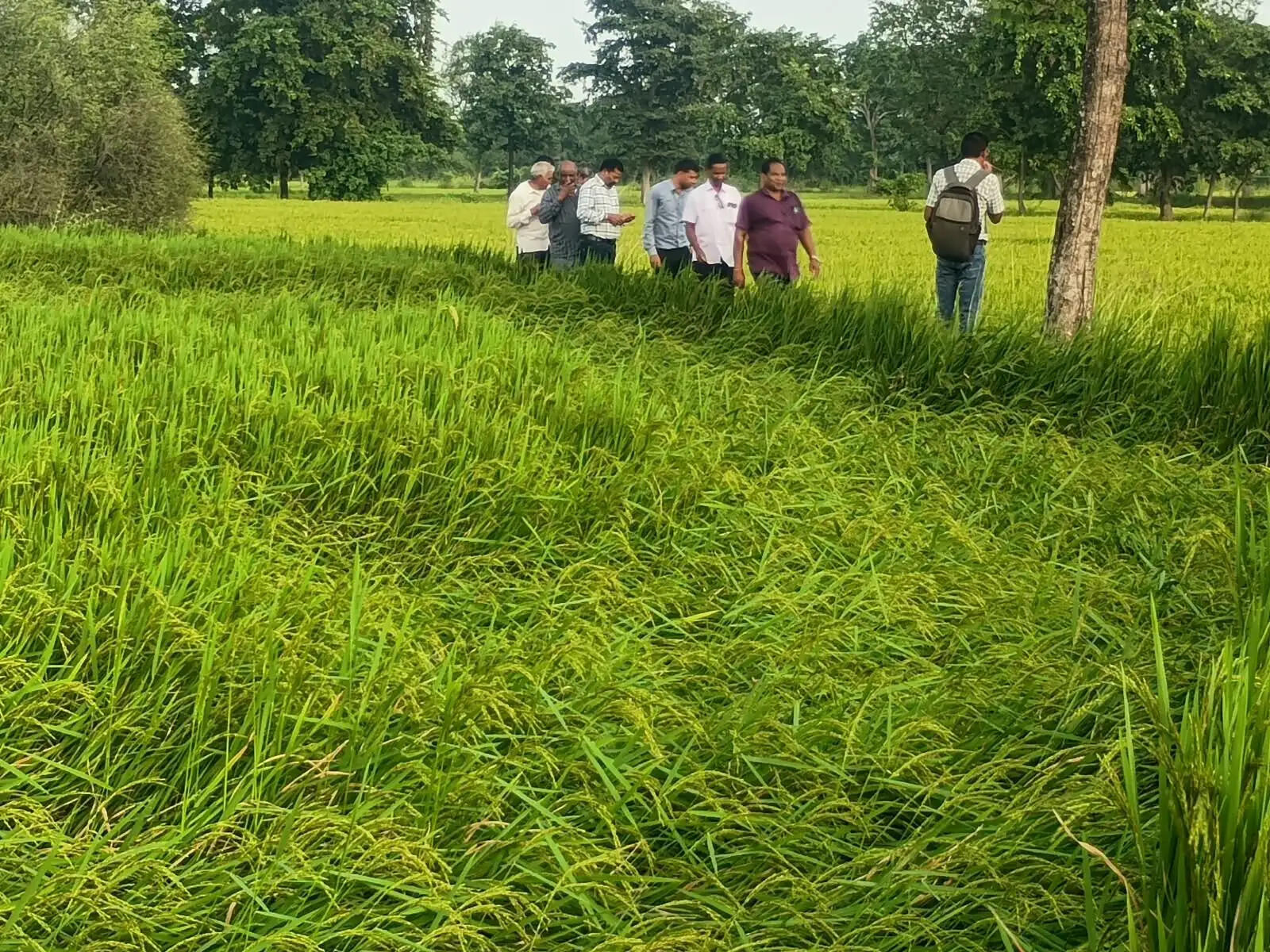 अर्नब तूफान से प्रभावित फसलों का सर्वेक्षण शुरू, कृषि विभाग और बीमा कंपनी की संयुक्त टीमें खेतों में उतरीं