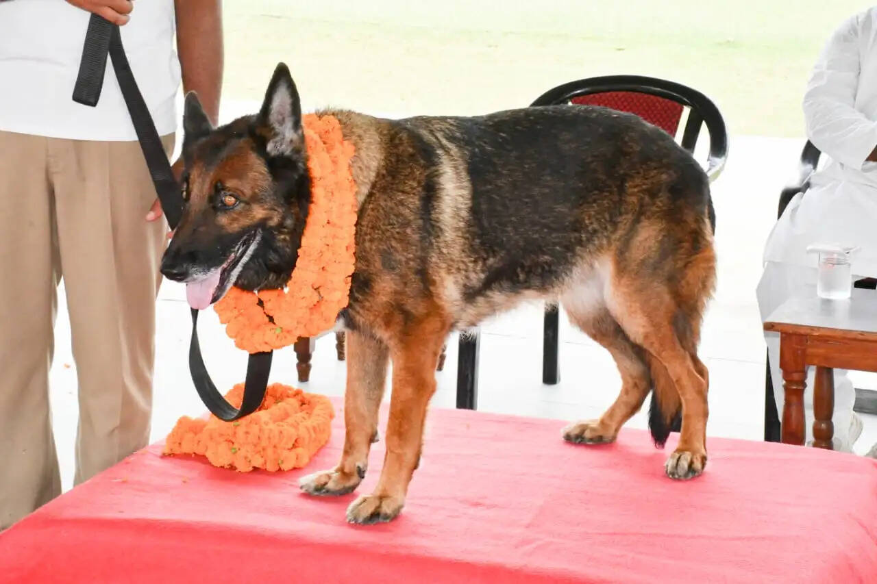 आठ वर्षों की गौरवपूर्ण सेवा के बाद एसएसबी के स्वान 'क्यूटी' को दी गई भावभीनी विदाई