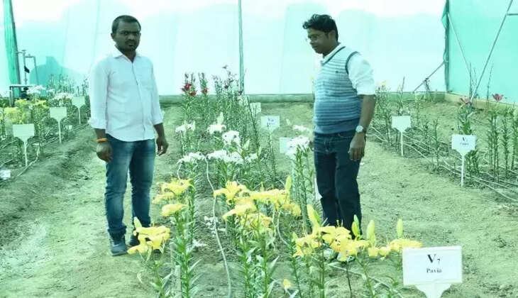 बुन्देलखण्ड में भी की जा सकती है लिलियम फूलों की खेती