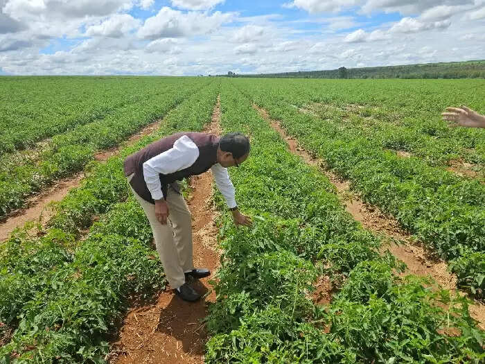 (अपडेट-1) कृषि मंत्री शिवराज चौहान ने ब्राजील में सोयाबीन क्रशिंग प्लांट और टमाटर के खेतों का किया दौरा