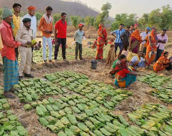 सुकमा केे 42 हजार तेंदूपत्ता संग्राहकों के बैंक खातों में की गई 40.72 करोड़ अंतरित