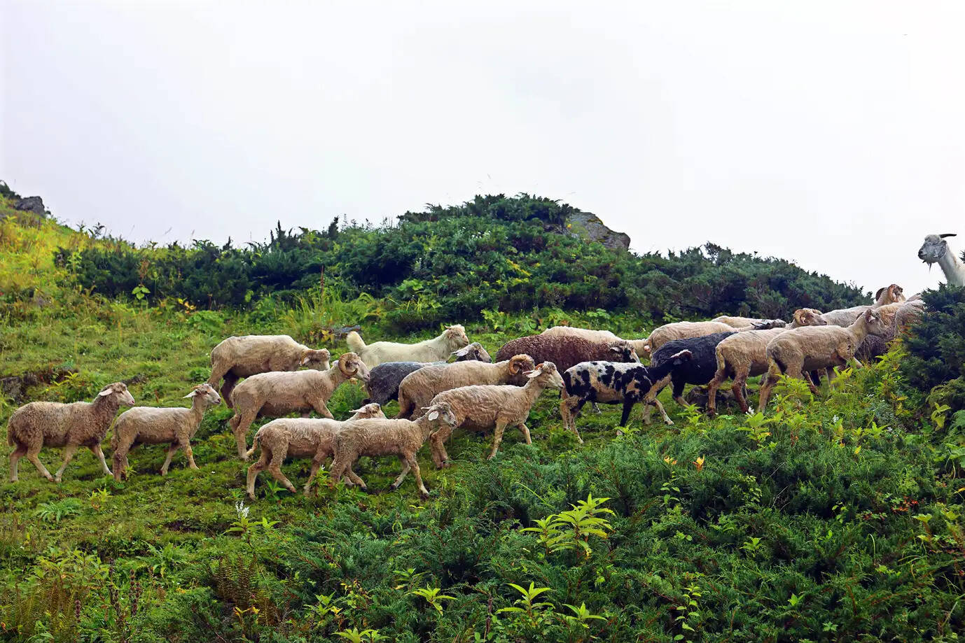 हिमाचल के छायाकार बीरबल शर्मा को फोटोग्राफी अखिल भारतीय प्रतियोगिता में मिला गोल्ड