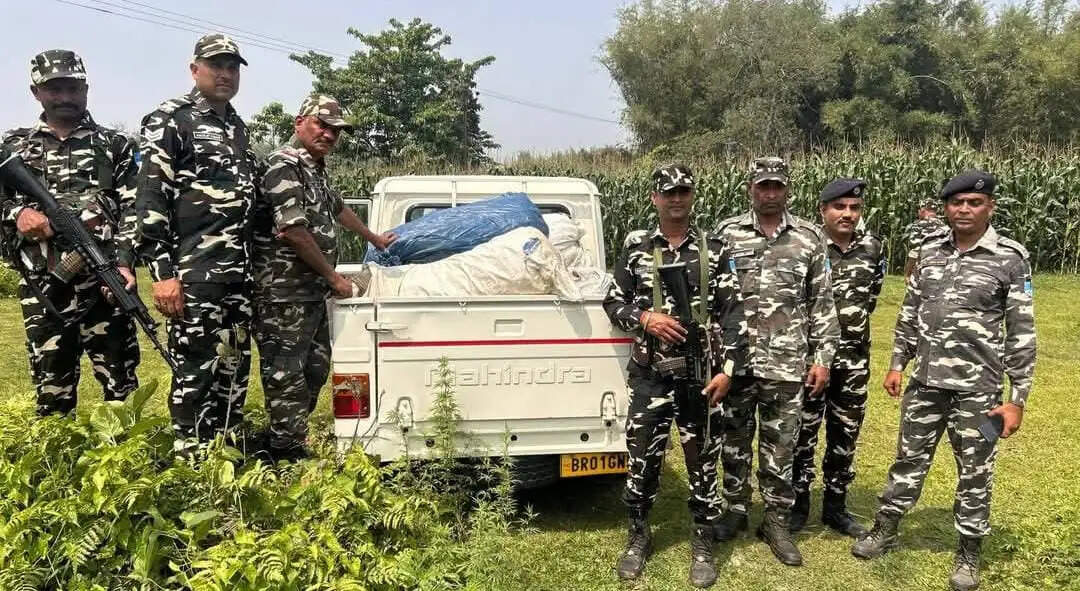 सीमावर्ती क्षेत्र में एसएसबी की बड़ी कार्रवाई, 263 किलोग्राम गांजा बरामद, एक तस्कर गिरफ्तार