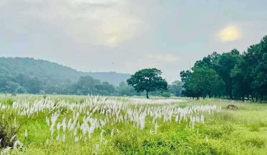मप्र में चक्रवात अर्नब के प्रभाव से सुहावना हुआ मौसम, बांधवगढ़ टाइगर रिजर्व में प्रबंधन सतर्क