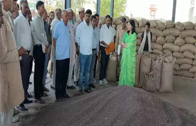 नारनाैल: गेहूं खरीद ने पकड़ी रफ्तार, 57 फीसदी उठान पूरा