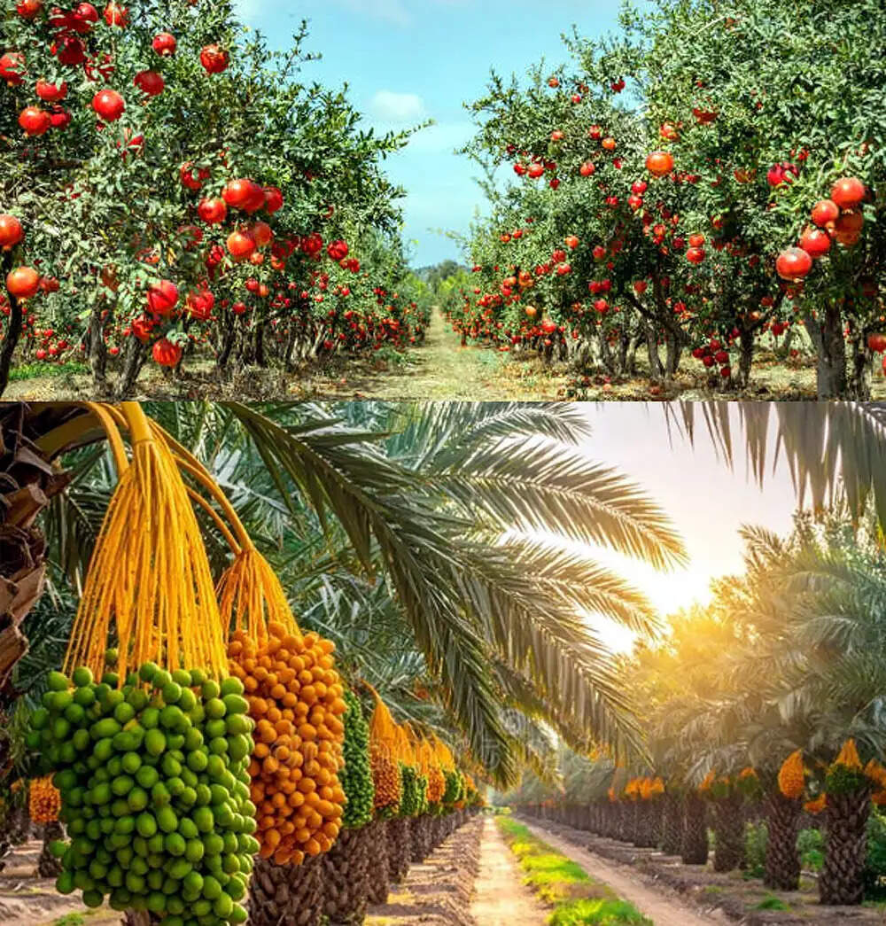 बीकानेर&nbsp;:&nbsp;700 हेक्टेयर में अनार व 300 हेक्टेयर में हो रही खजूर की खेती