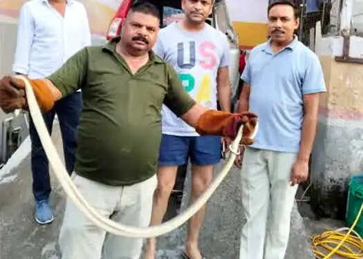 कार में छिपा मिला सात फीट लंबा धामन सांप, तीन जगह स्नेक रेस्क्यू से मची अफरा-तफरी