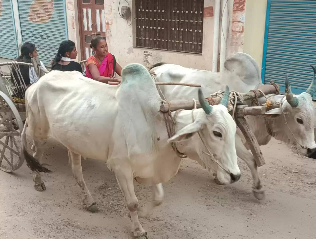 बैलगाड़ी का सफर अब नई पीढ़ी के लोगों के लिए बनी कहानी