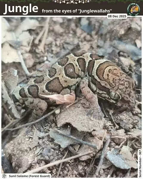 सिवनीः मध्यप्रदेश के सिवनी जिले के पेंच टाइगर रिज़र्व में दुर्लभ छिपकली दिखी