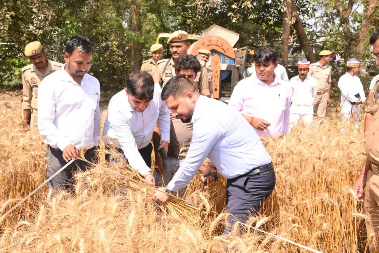 बाराबंकी के जिलाधिकारी, कप्तान ने अफीम खेती का किया निरीक्षण, गेहूं की कटाई भी की
