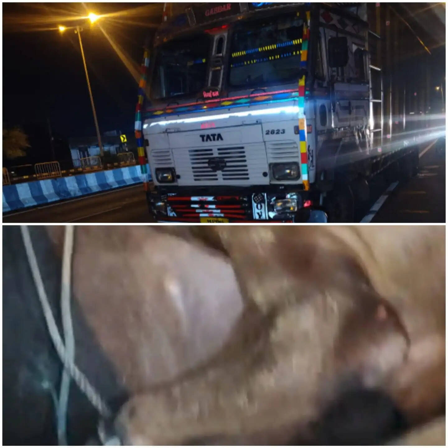 राजगढ़ः दो ट्रकों से 120 मवेशी मुक्त, चालक-क्लीनर गिरफ्तार, वाहन भी जब्त