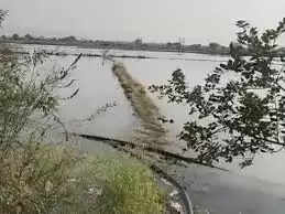नर्मदापुरम में नहर ओवरफ्लो से 40 एकड़ खेत बने तालाब, 10&nbsp;से&nbsp;ज्यादा किसानों की मूंग फसल बर्बाद,&nbsp;एसडीओ ने मानी गलती