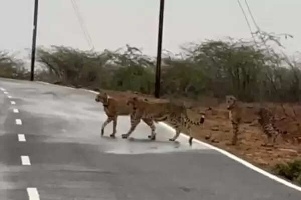 मध्‍य प्रदेश : पगारा के जंगल से चीता परिवार को अलग-अलग पिंजरों में ले गये कूनो अभ्यारण्य