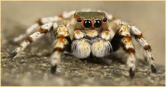 जेडएसआई वैज्ञानिकों ने मेघालय में कूदने वाली मकड़ियों की दो नई प्रजातियां खोजीं