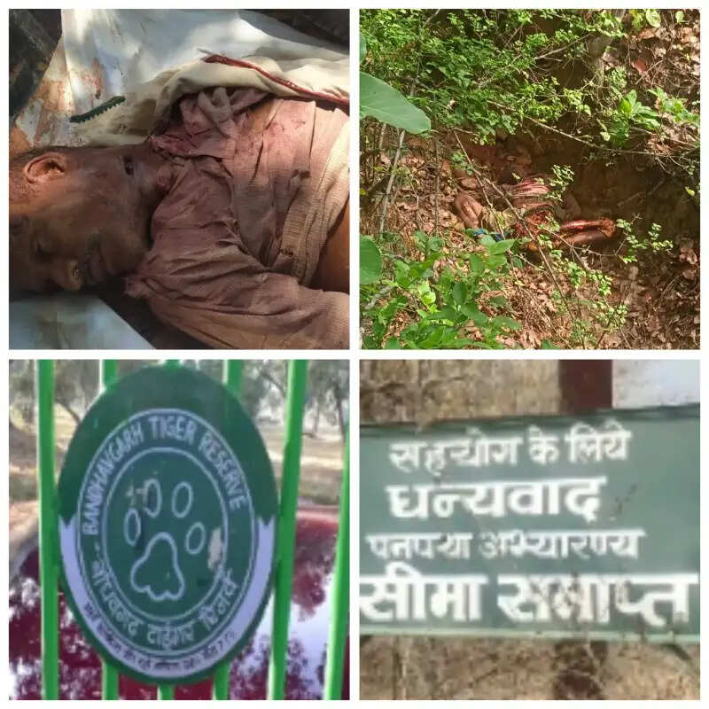 बांधवगढ़ में बाघ का आतंक जारी: महुआ बीनने गए ग्रामीण को बनाया शिकार, शव के पास बैठा रहा बाघ