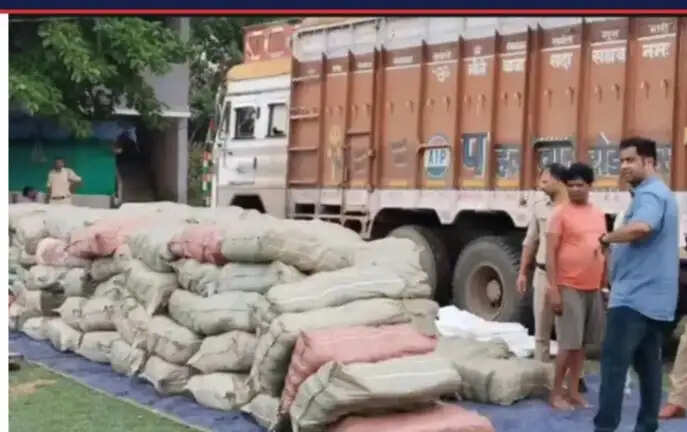 रीवा में मक्के की बोरियों के नीचे छिपाकर ले जाया जा रहा 20 क्विंटल गांजा जब्त, दो तस्कर गिरफ्तार