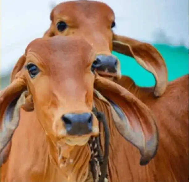 मिनी नन्दिनी कृषक समृद्धि योजना’ से किसानों का सशक्तीकरण, तेजी से बढ़ रहा दायरा