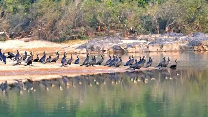 मप्रः शहडोल जिले की बनास नदी विदेशी प्रवासी पक्षियों से हुई गुलजार