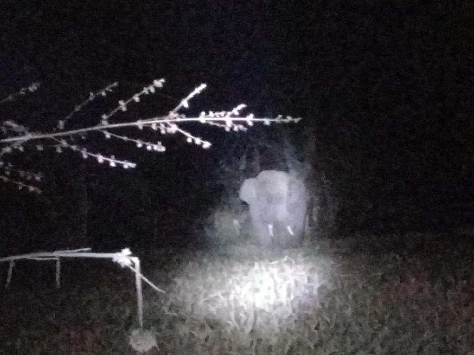 अनूपपुर: तीन हाथी करनपठार,एक खांड़ा के जंगल में, रात में किया फसलो का नुकसान