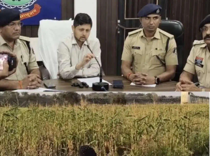 दुर्ग : समोदा गांव में अफीम की अवैध खेती, तीन आरोपित गिरफ्तार