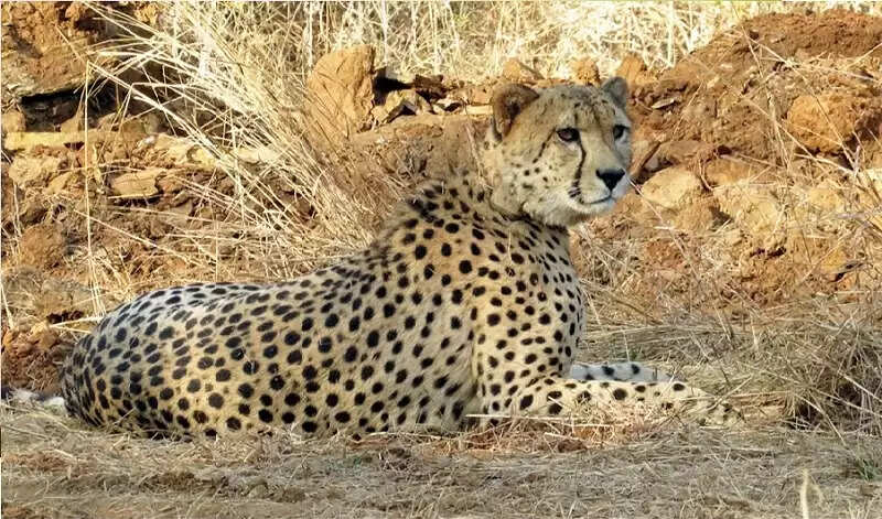 मप्र के कूनो राष्ट्रीय उद्यान में मादा चीता वीरा के शावक की मौत