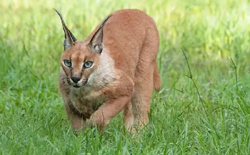 मध्य प्रदेश के गाँधी सागर अभयारण्य में मिला दुर्लभ “स्याहगोश’’