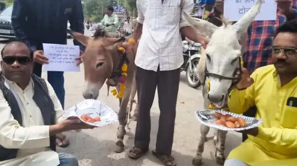 तेज बारिश की आस में अनोखा टोटका, भोपाल में गधों को खिलाए गुलाब जामुन, इंद्रदेव से की झमाझम बारिश की प्रार्थना