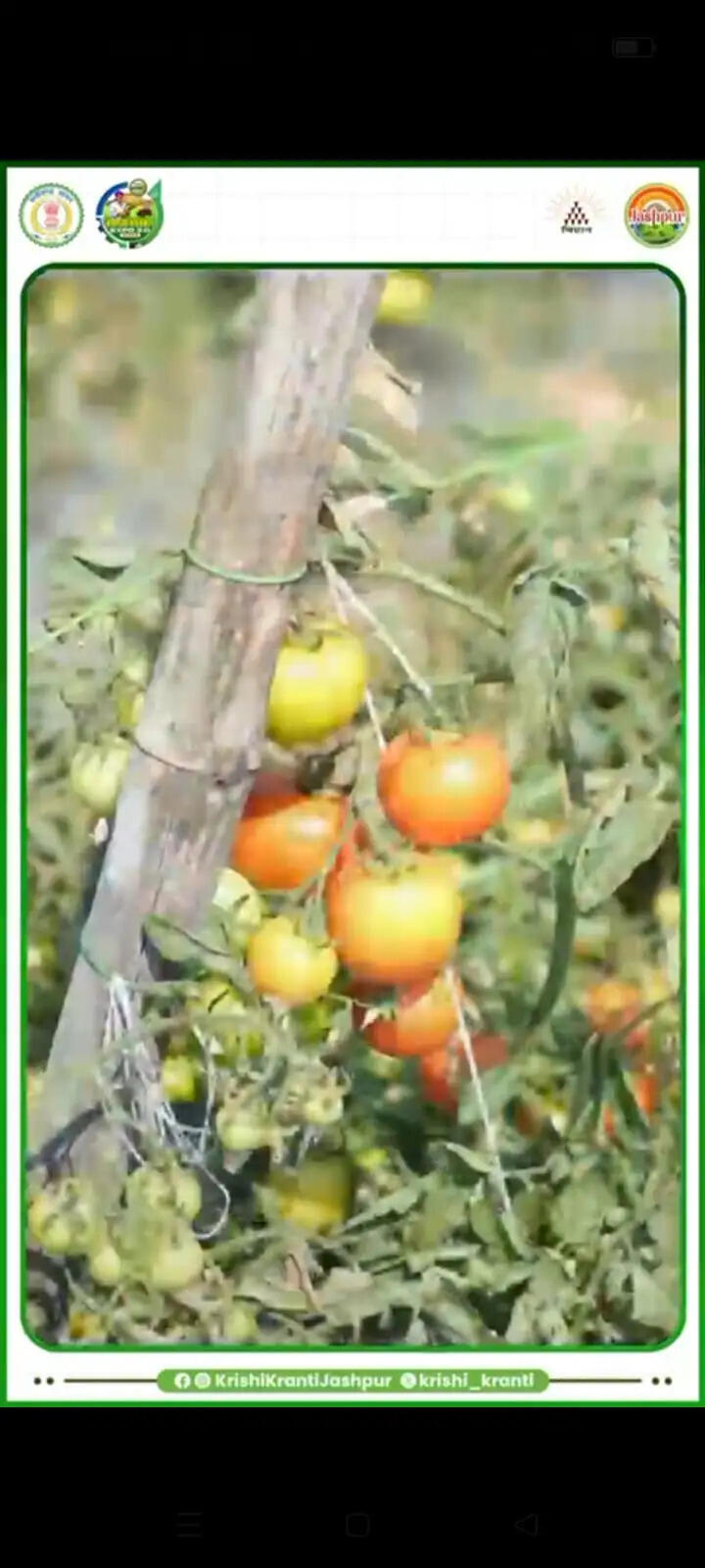 जशपुर : किसान मुकेश ने 25 एकड़ में रचा बहुफसली खेती का सफल मॉडल