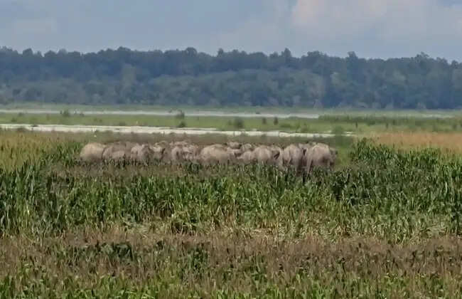 हाथियों का झुंड खेत में घुसा, इलाके में दहशत