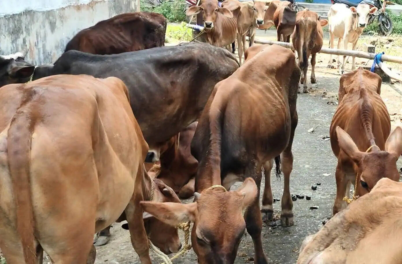 नारायणगढ़ में राष्ट्रीय राजमार्ग से 32 गाय बरामद, दो हिरासत में
