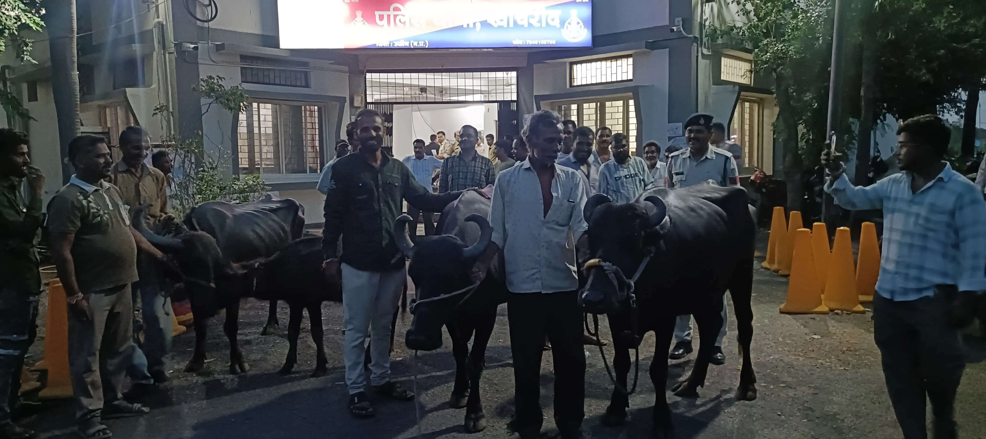 भैंस चोरी गिरोह का पर्दाफाश, झाबुआ के दो आरोपी गिरफ्तार; 16.50 लाख का माल जब्त