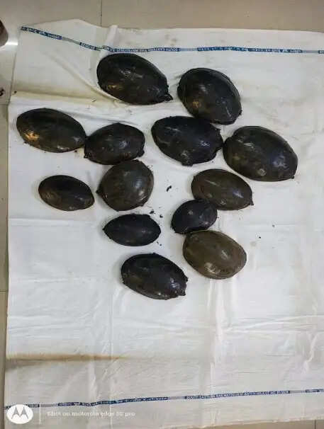 खड़गपुर मंडल में बड़ी कार्रवाई, ट्रेन से मिले 13 सॉफ्ट शेल कछुए