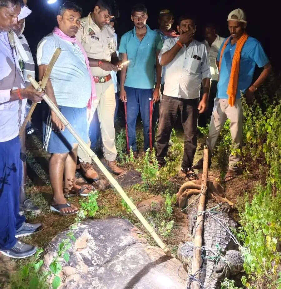 बांस-बल्ली के सहारे 10 फीट के मगरमच्छ को किया काबू, अदवा बांध में छोड़ा