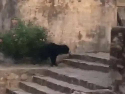 रणथम्भौर दुर्ग में भालू की दस्तक से मची अफरा-तफरी, श्रद्धालु दहशत में भागे