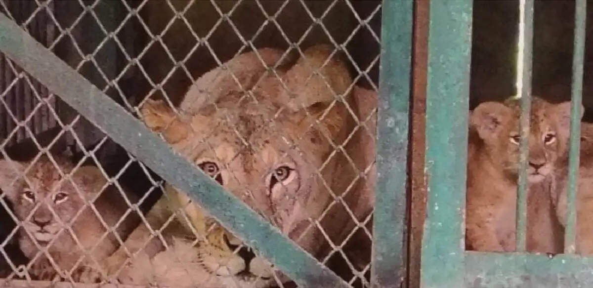 इंदौर जू में बढ़ा शेरों का कुनबा, शेरनी सुंदरी ने दो शावकों को दिया जन्म, संख्या बढ़कर 14 हुई