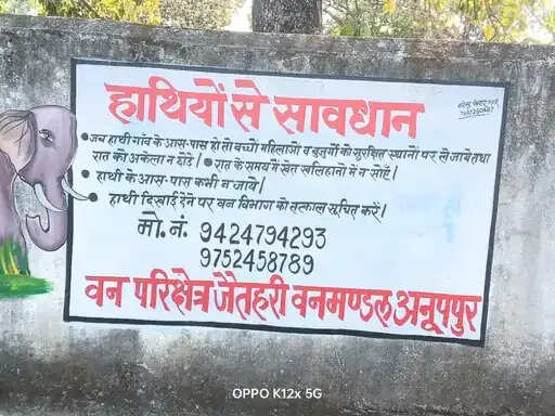 अनूपपुर में हाथियों की दस्तक, छत्तीसगढ़ से आया चौथा हाथी; वन विभाग अलर्ट