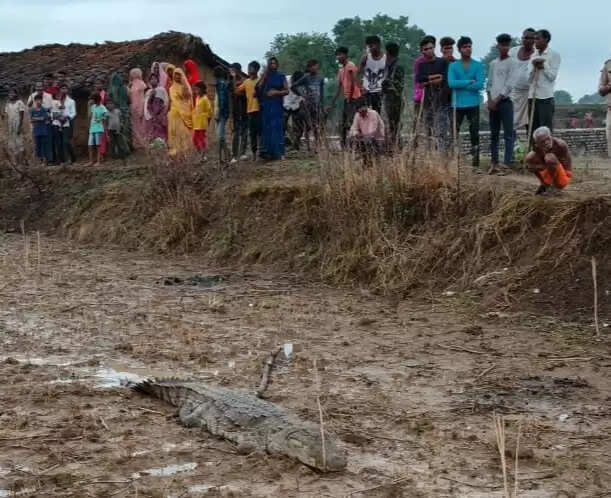 नदी से निकला मगरमच्छ बस्ती की ओर पहुंचा, दहशत में ग्रामीण