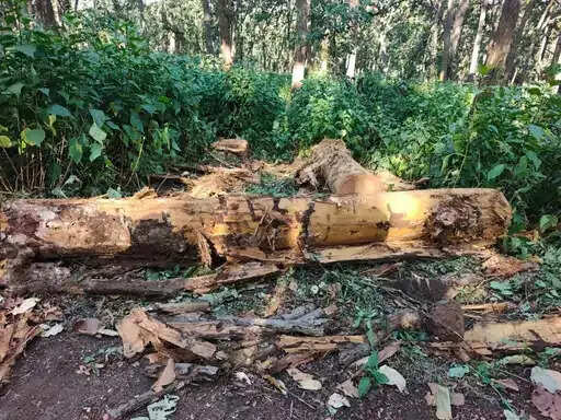 अमरकंटक के जंगलों में साल बोरर का प्रकोप, 60 हजार पेड़ संक्रमित; 9,535 पेड़ों की कटाई को मंजूरी