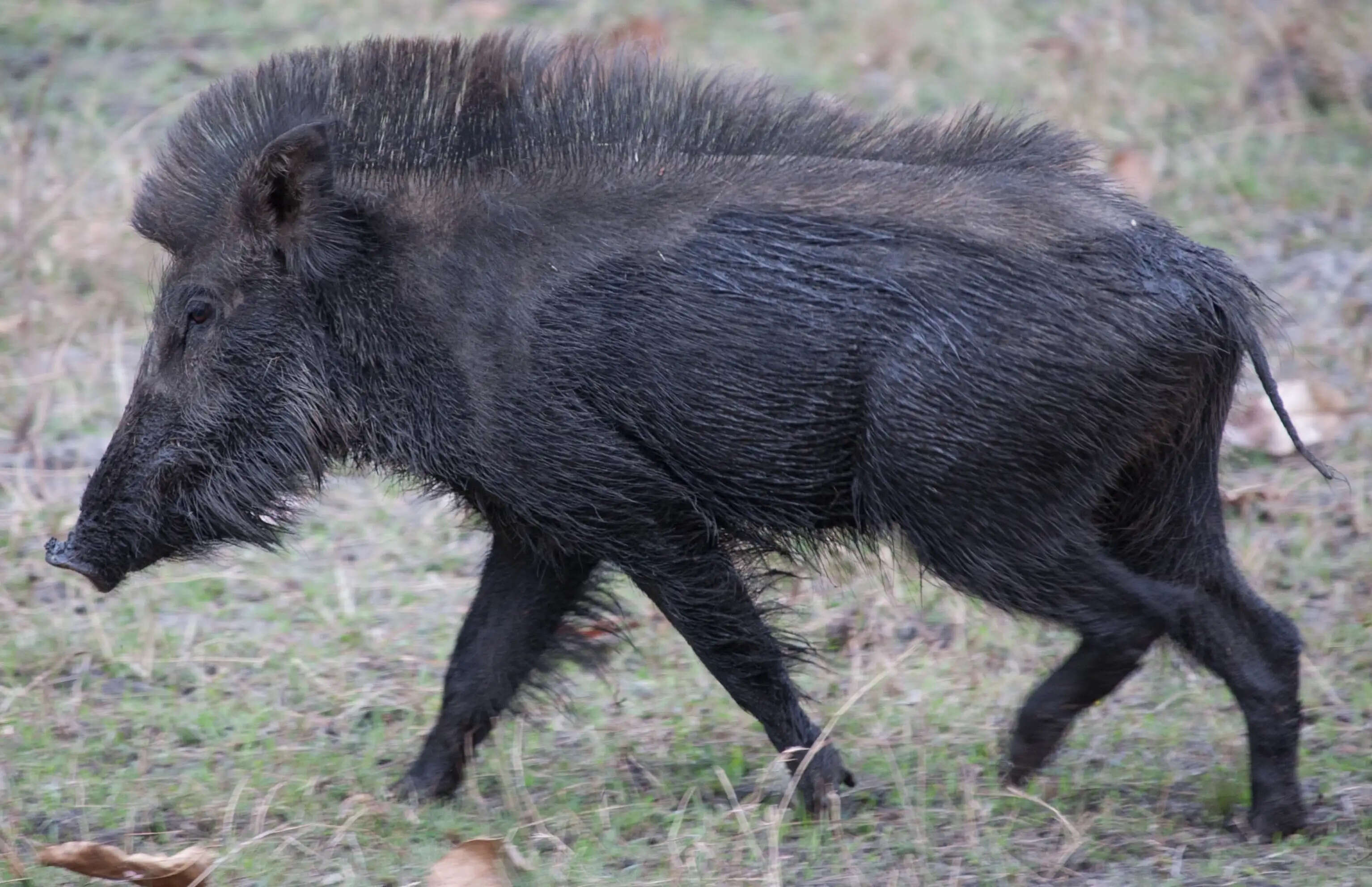 जंगली सुअर का आतंक, महिला समेत 3 लोग घायल