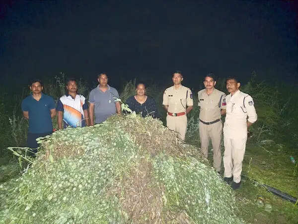 तीन करोड़ की अवैध अफीम की फसल को पुलिस ने किया नष्ट