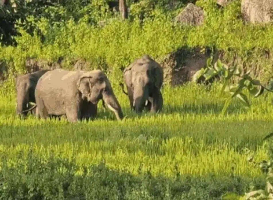 52 हाथियों का झुंड स्कूल हॉस्टल में घुसा,पसान रेंज में बाउंड्रीवॉल तोड़ी, बगीचा उजाड़ा और धान की फसल रौंदी