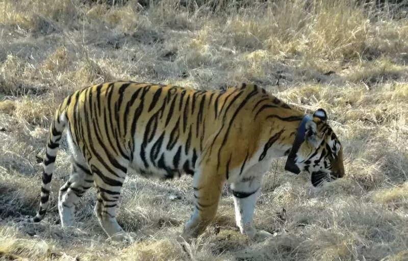 मध्य प्रदेश के टाइगर रिजर्व में बढ़ी विदेशी पर्यटकों की संख्या