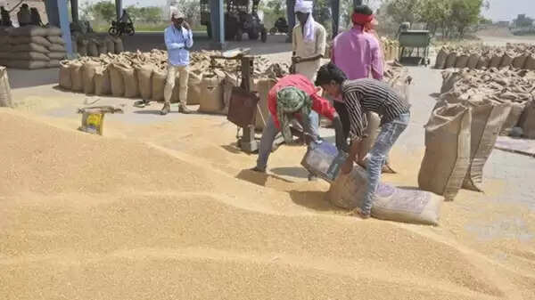 मप्र में अभी तक एक लाख 88 हजार 971 किसानों से खरीदी गई 81 लाख 76 हजार 970 क्विंटल गेहूं