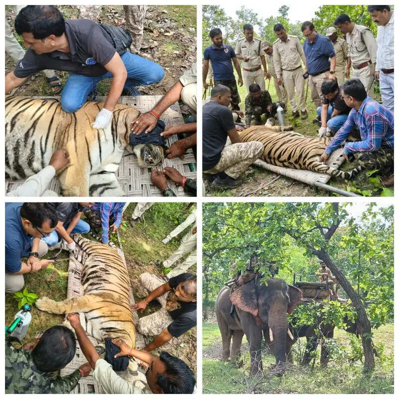 बांधवगढ़ में कॉलरयुक्त बाघिन का सफल रेस्क्यू, खराब रेडियो कॉलर हटाकर जंगल में छोड़ा