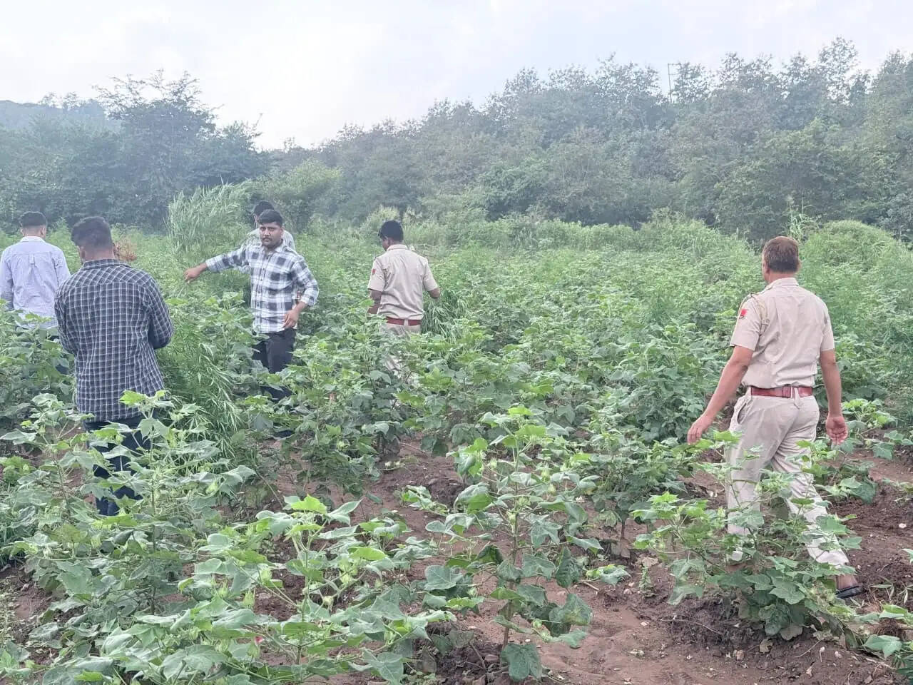 कपास की आड़ में उगा रखी थी गांजे की फसल, पुलिस ने 280 किलो वजनी गांजे के 2505 हरे पौधे बरामद