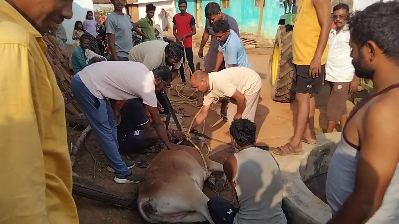 गोरेगांव में 25 फीट गहरे सूखे कुएं में गिरी गाय, ग्रामीणों के किया रेस्क्यू