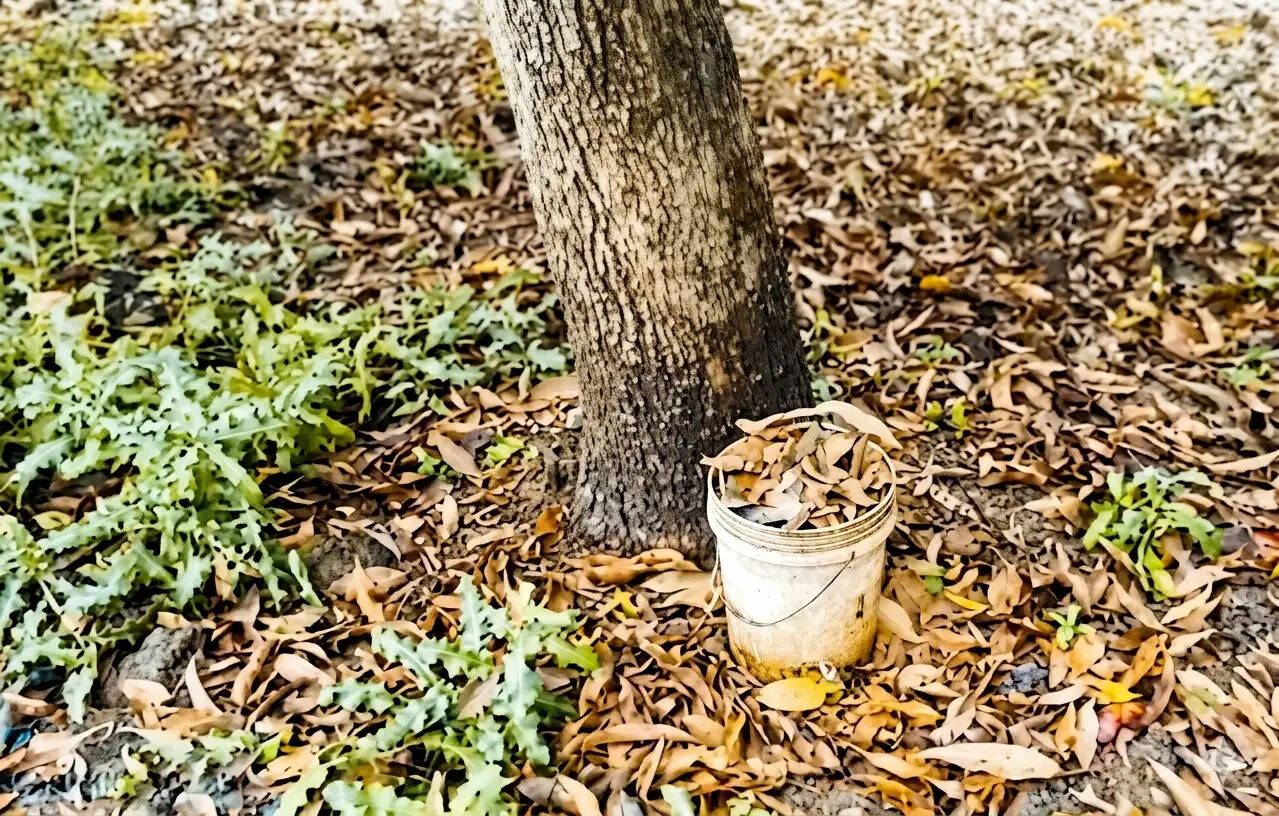 मुर्शिदाबाद में आम बागान से दो बाल्टी ताज़ा बम बरामद