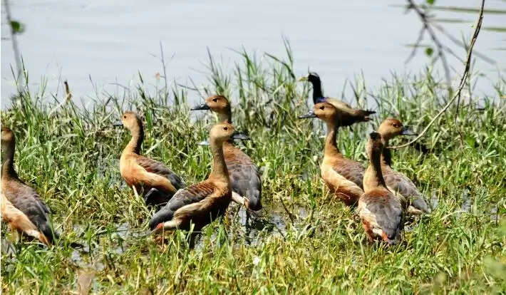 सर्दियों में प्रवासी पक्षियों से गुलजार यूपी की रामसर साइट्स