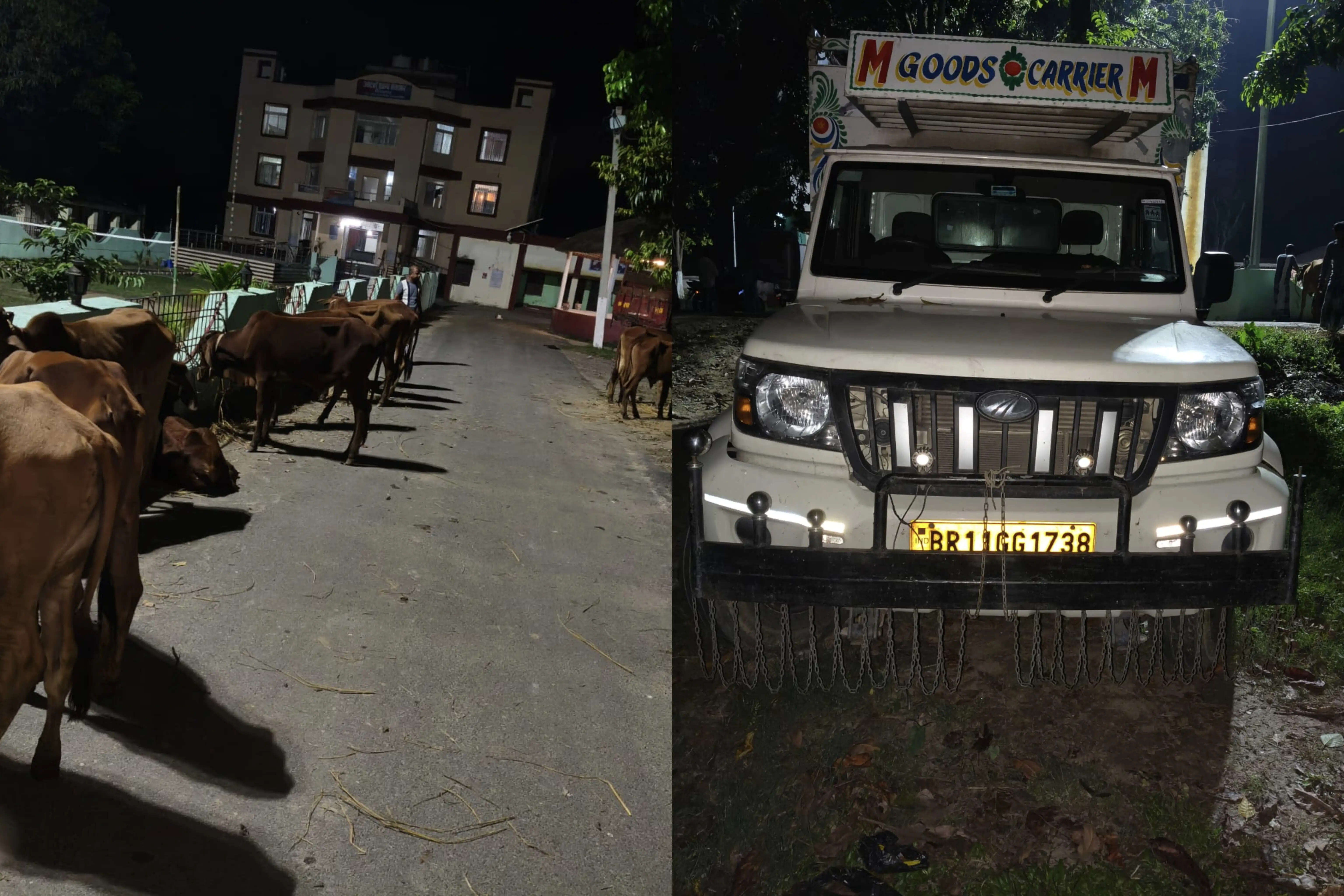 वाहन जांच में 12 बछड़े बरामद, चालक गिरफ्तार