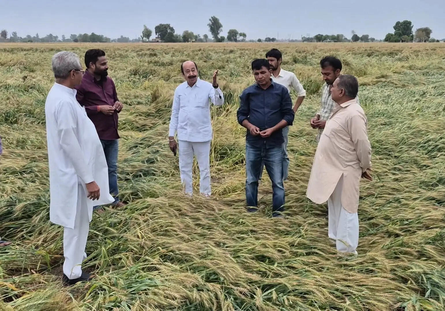 सिरसा: तेज हवा के साथ बरसात, सरसों व गेहूं फसल को नुकसान